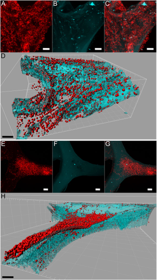 The bacteria is red, the sponge is blue (Cardinale et al)
